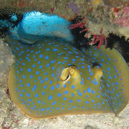 Gili Pirates Dive & Bnb Gili Trawangan Exteriör bild
