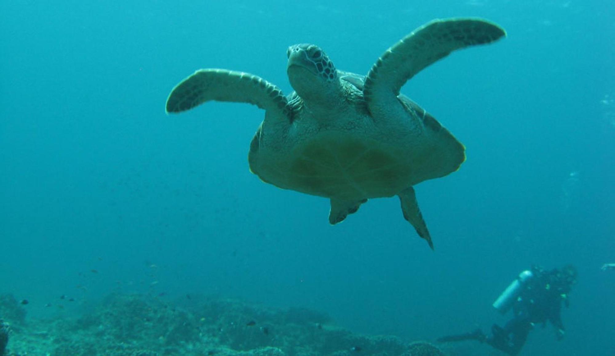 Gili Pirates Dive & Bnb Gili Trawangan Exteriör bild