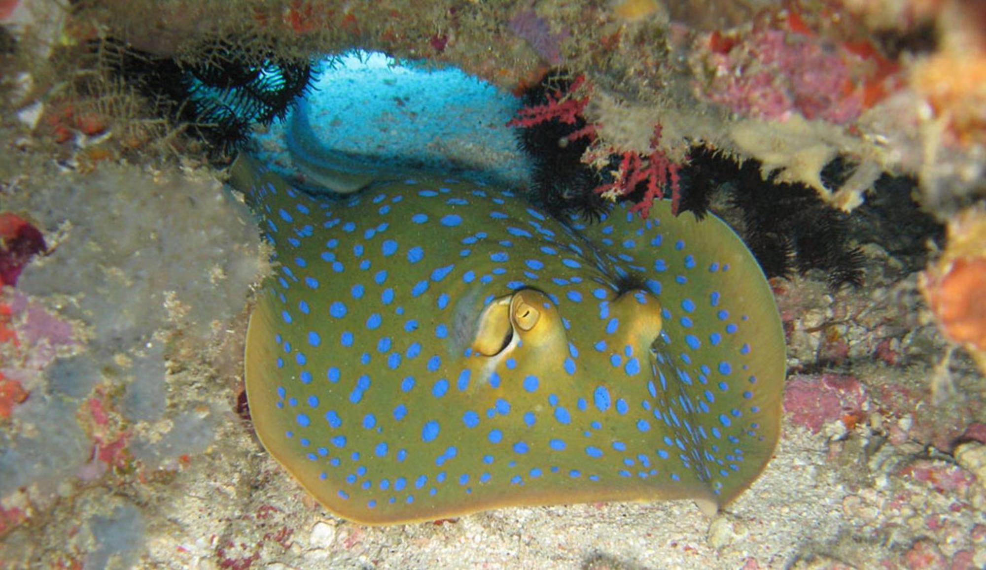 Gili Pirates Dive & Bnb Gili Trawangan Exteriör bild