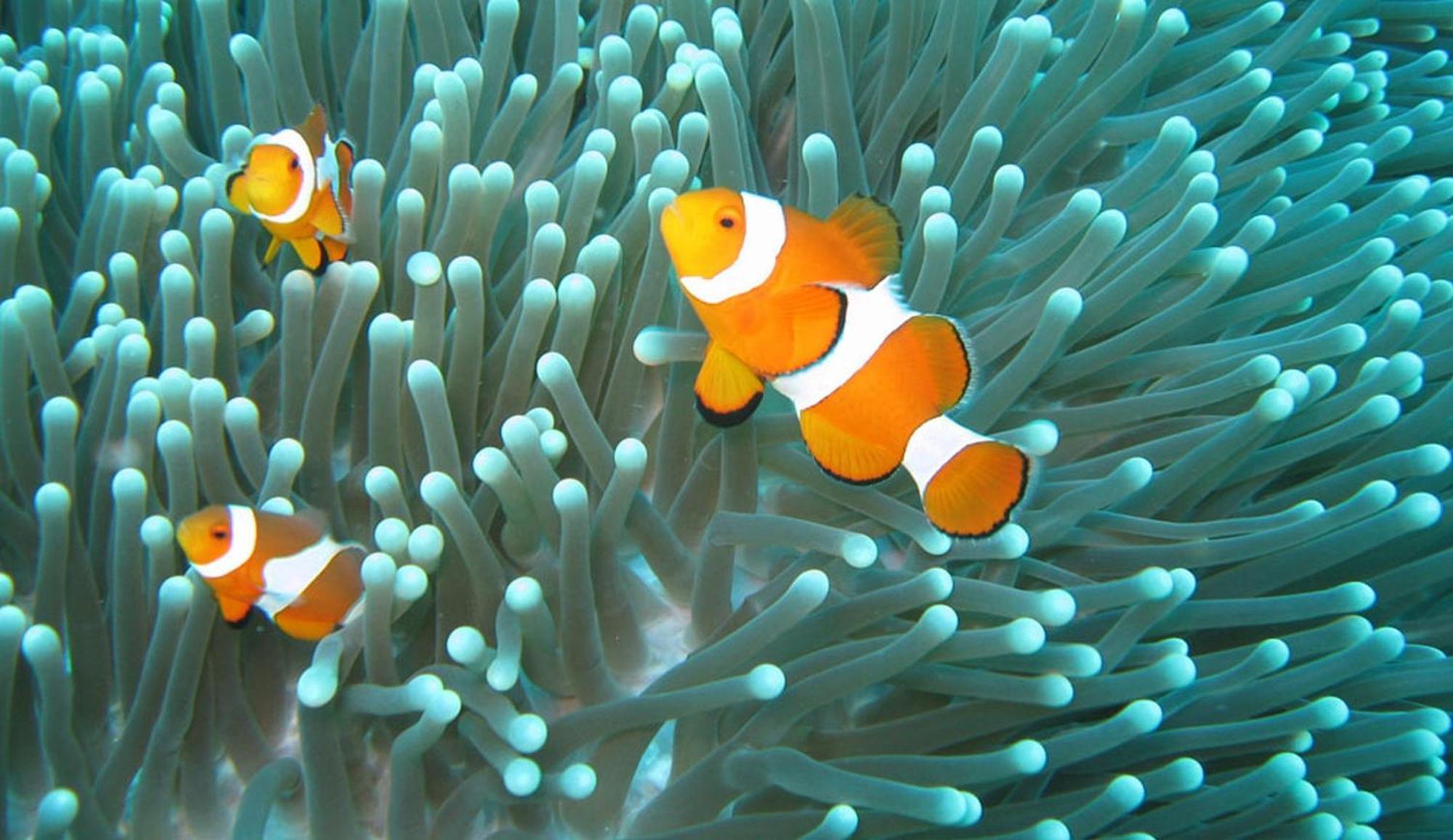 Gili Pirates Dive & Bnb Gili Trawangan Exteriör bild